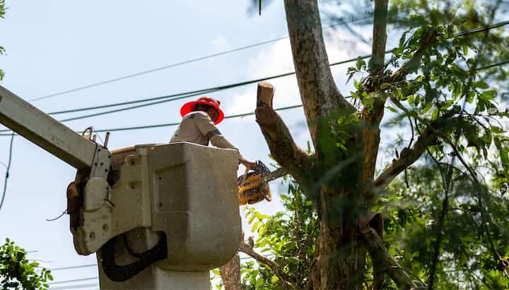 tree removal hampton va