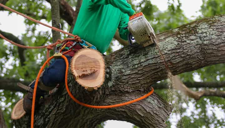 tree removal hampton va