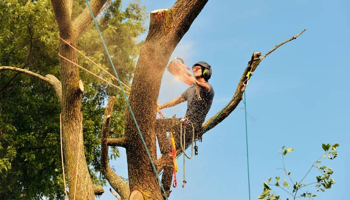 tree removal hampton va