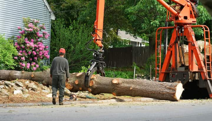 tree service hampton va