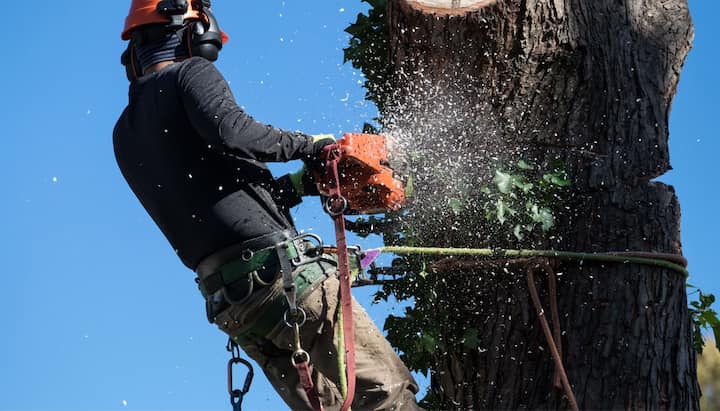 tree service hampton va